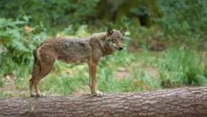 Ein Europäischer Wolf. (Symbolbild) Foto: IMAGO/imagebroker/IMAGO/imageBROKER/Raimund Linke