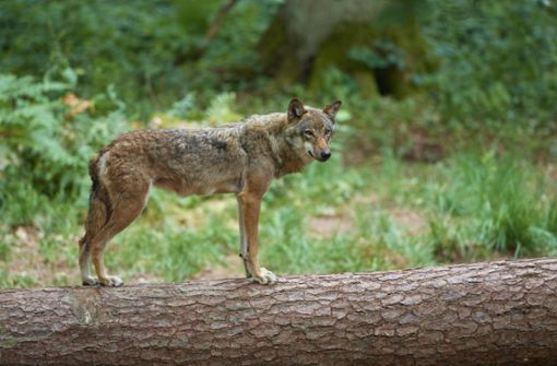 Ein Europäischer Wolf. (Symbolbild) Foto: IMAGO/imagebroker/IMAGO/imageBROKER/Raimund Linke