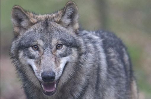 Drei Wölfe sind in Baden-Württemberg mittlerweile heimisch. Foto: dpa/Boris Roessler