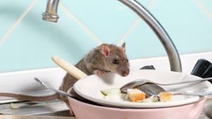 Ratten machen es sich im Winter gerne in Wohnungen gemütlich. Foto: torook/Shutterstock.com