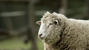 Das Schaf ließ sich nicht von den Gleisen locken. (Symbolfoto) Foto: IMAGO/YAY Images/IMAGO/TSpider