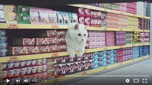 Eine Katze befindet sich im neuen Netto-Werbespot in einer misslichen Lage. Foto: YouTube/NettoTV