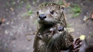 Der Otter wird entweder als possierlicher  Sympathieträger dargestellt  oder als fieser Fischräuber. Foto: picture alliance//Christian Charisius