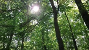 Marbach: Waldbaden- Grüne Auszeit für Körper, Geist & Seele