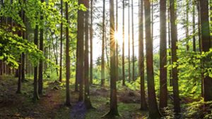 Faktoren wie Hitze, Trockenheit und Schädlinge beeinflussen den Gesundheitszustand des Waldes. Foto: mago/Peter Widmann