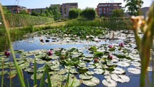 Der Seerosenteich ist eine Oase der Ruhe und ein wertvolles Biotop in den Traumfeldern im Scharnhauser Park. Foto: Ines Rudel