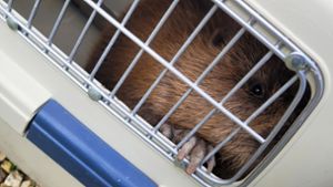 Der Biber wurde in einer Transportbox zum Tierarzt gebracht. Foto: dpa