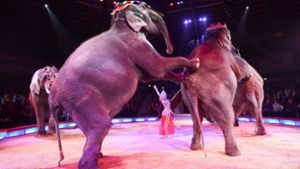 Elefanten sind das Wappentier des Traditionsunternehmens. Auch an dieser Tiernummer entzündet sich Kritik von Peta. Foto: dpa