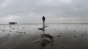 Die Unesco hat das Weltnaturerbe Wattenmeer erweitert. Nach der Entscheidung der Kulturorganisation der Vereinten Nationen vom Montag in Doha gehören nun auch der dänische Teil des Wattenmeers und zusätzliche niedersächsische Offshore-Gebiete zum Welterbe der Menschheit.  Foto: dpa