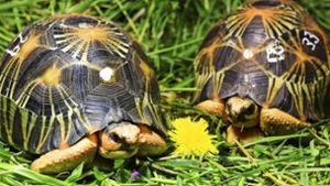 Schildkröten sind beliebte Haustiere. Foto: dpa