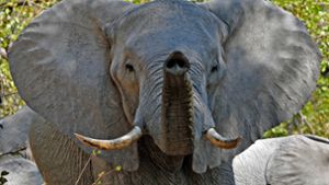 Abgespreizte Ohren heißen: Der Elefant ist gereizt, seine Stimmung kann leicht in Aggression umschlagen. Foto: imago/blickwinkel