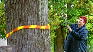Das rot-gelbe Band soll zeigen, dass an diesem Baum jeder ernten darf. Kathleen Marche und ihr Mann können das Obst nicht alleine verarbeiten. Foto: Simon Granville