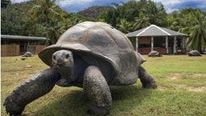 Riesenschildkröten können über 200 Jahre alt werden. Dieses nicht datierte Exemplar lebt auf den Seychellen. Foto: imago//Sergi Reboredo