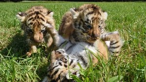 Drei bengalische Tigerbabys sind in Ochsenhausen auf Entdeckertour gegangen. Foto: dpa