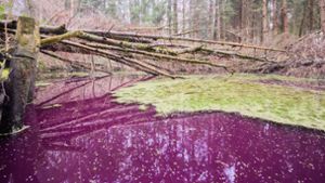 Ein spektakuläres Phänomen im Hildesheimer Wald sorgt für Aufsehen. Foto: dpa/Julian Stratenschulte