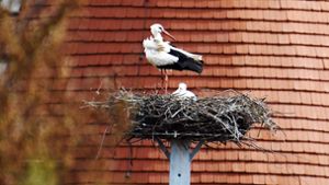 Brüten jetzt im Nest am Storchenturm: Leon und Heidi. Foto: Anette Frühauf