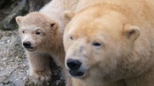 Das vier Monate alte Eisbär-Mädchen konnte ganz entspannt das Gehege erkunden. Foto: dpa/Peter Steffen