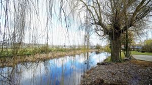 Aus diesem Teich müssen Tiere entfernt werden, wenn das Murrer Gebiet Langes Feld V erweitert wird. Foto: Werner Kuhnle