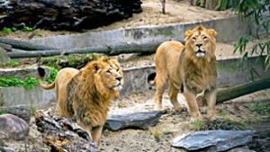 Die neuen Lieblinge in der Stuttgarter Wilhelma sind die Löwen. Foto: Max Kovalenko