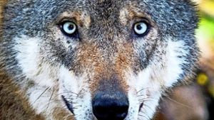 Im Neckar-Odenwald-Kreis ist offenbar ein Wolf gesichtet worden (Symbolbild). Foto: dpa