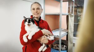Marion Bentrup vom Tierschutzverein Backnang stellt fest, dass in jüngerer  Zeit vermehrt alte und kranke Katzen als Fundtiere in Tierheimen landen. Foto: Julian Rettig