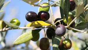 Oliven müssen nach der Ernte schonend behandelt werden, um gutes Öl zu gewinnen. Foto: dpa