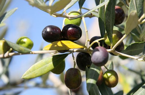 Oliven müssen nach der Ernte schonend behandelt werden, um gutes Öl zu gewinnen. Foto: dpa