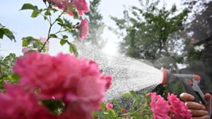 Eine Frau gießt am Morgen in ihrem Garten bei anhaltender Trockenheit ihre Pflanzen mit Wasser. Foto: dpa/Bernd Weißbrod