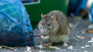 Von den Ratten wurden bislang nur Kötel gefunden (Symbolfoto). Foto: Ma/Radloff