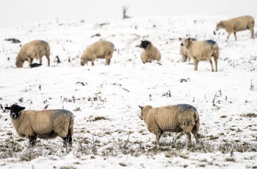 Schafe stehen im verschneiten Peak District in Großbritannien  (Archivbild), Foto: Danny Lawson/PA Wire/dpa