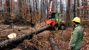 Im Wald sind wieder die schweren Maschinen unterwegs. Da empfiehlt es sich, einen großen Bogen um die Baumfällungen zu machen Foto: Horst Rudel