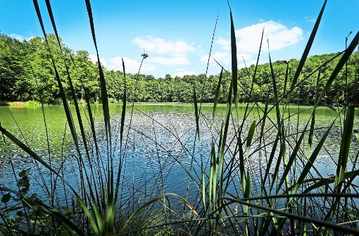 Es summt, quakt und flattert am Seewaldsee. Eine Naturidylle, die bei ausgezeichneter Wasserqualität zum Schwimmen einlädt. Foto: factum/Granville
