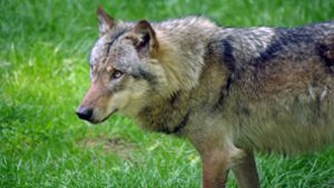 Ob ein Wolf wirklich an dem Vorfall in Schluchsee beteiligt war, wird gerade untersucht (Symbolbild). Foto: IMAGO/Martin Wagner/IMAGO/Martin Wagner