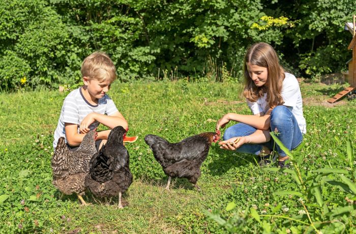 Kolumne „Familiensache”: Keine gewöhnlichen Haustiere –  eigene Hühner sollten es sein