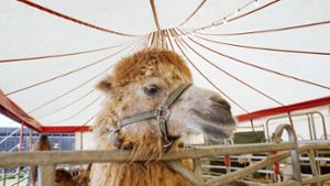 Das Kamel büxte gleich zweimal aus dem Zirkus aus. (Symbolbild) Foto: IMAGO/Geisser/IMAGO/Anton Geisser