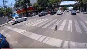 Der Yorkshire Terrier rennt über eine mehrspurige Straße in Mexico City. Foto: Screenshot Youtube / @Alexis Gonzalez