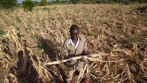 Ein Bauer steht im Südwesten Simbabwes in seinem ausgetrockneten Feld. Foto: Tsvangirayi Mukwazhi/AP/dpa