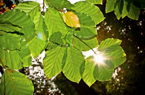 Wo Blätter sind, da ist auch Schatten. Foto: Lichtgut/Max Kovalenko