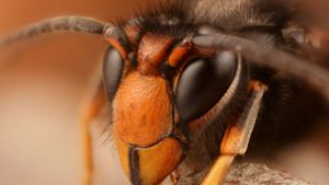 Kopfansicht einer männlichen „Vespa velutina nigrithorax“. Foto: Wikipedia commons/Gilles San Martin/CC BY-S/2.0