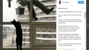 Kater Guinness verfolgt den Fensterputzer nicht nur mit den Augen. Foto: Screenshot Instagram /  Rina_Takei