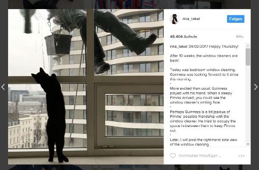 Kater Guinness verfolgt den Fensterputzer nicht nur mit den Augen. Foto: Screenshot Instagram /  Rina_Takei