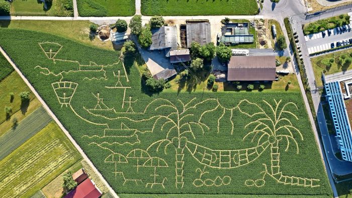 Das Maislabyrinth öffnet am Samstag