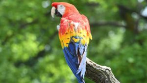 Ein cleverer Papagei hat bei Amazon eine Online-Bestellung aufgegeben. Foto: dpa