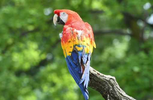 Ein cleverer Papagei hat bei Amazon eine Online-Bestellung aufgegeben. Foto: dpa
