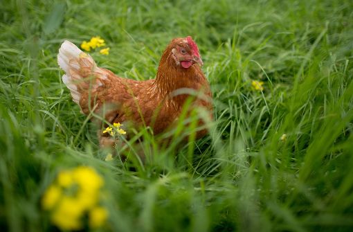 Glückliches Huhn: freier Auslauf, ausreichend Pick-Material. Foto: dpa