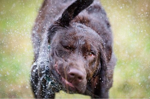 Ein dunkelbrauner Labrador ist von einem anderen Hund aus dem Wasser gerettet worden (Symbolfoto). Foto: dpa