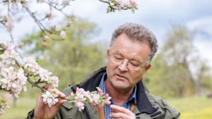 Manfred Nuber begutachtet Obstblüten. Foto: /Stefanie Schlecht