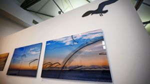 Vogelschwärme über dem Meer oder über den Bergen: ein Blick in die Ausstellung in der Q Galerie Schorndorf Foto: Gottfried Stoppel