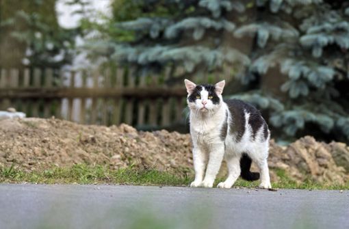 Eine Hauskatze unterwegs im Freien: Gemäß der Katzenschutzverordnung sollte sie kastriert sein. Foto: imago/(Michael Schöne
