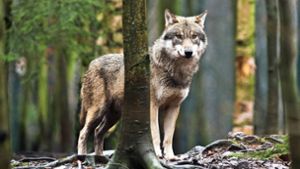 Seit März gibt es keinen Hinweis mehr darauf, dass sich der Wolf noch in der Region Weil der Stadt befindet. Foto: dpa//Klaus-Dietmar Gabbert